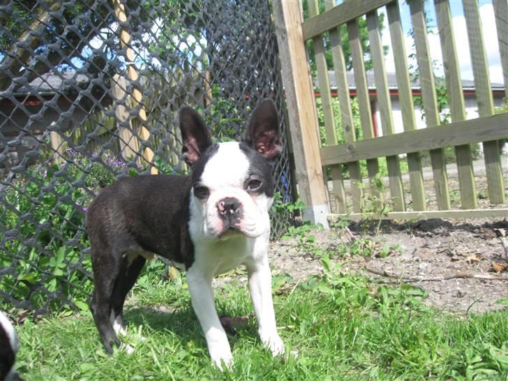 Boston terrier Georgi billede 13