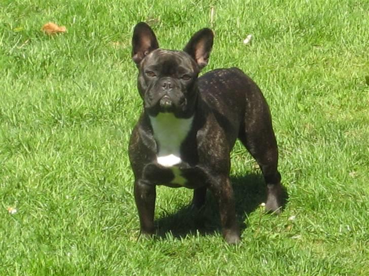 Fransk bulldog Chilli billede 1