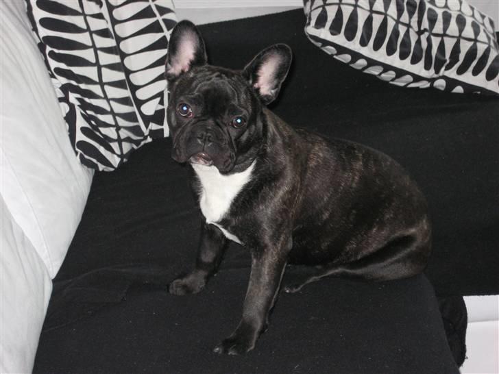 Fransk bulldog Chilli billede 2