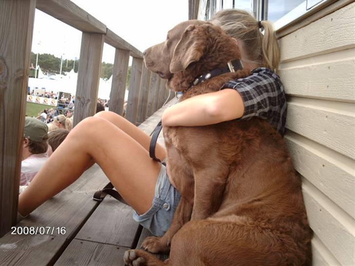 Chesapeake bay retriever Junior - Whau?hvilken hest vinder.Junior og Isabelle til Falsterbohorsshow billede 2