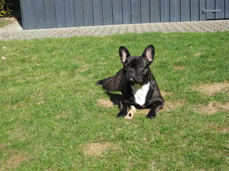 Fransk bulldog Chilli billede 3
