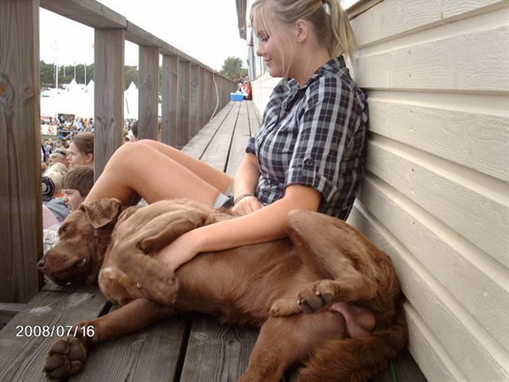 Chesapeake bay retriever Junior - Junior gem dine ædlere dele billede 3