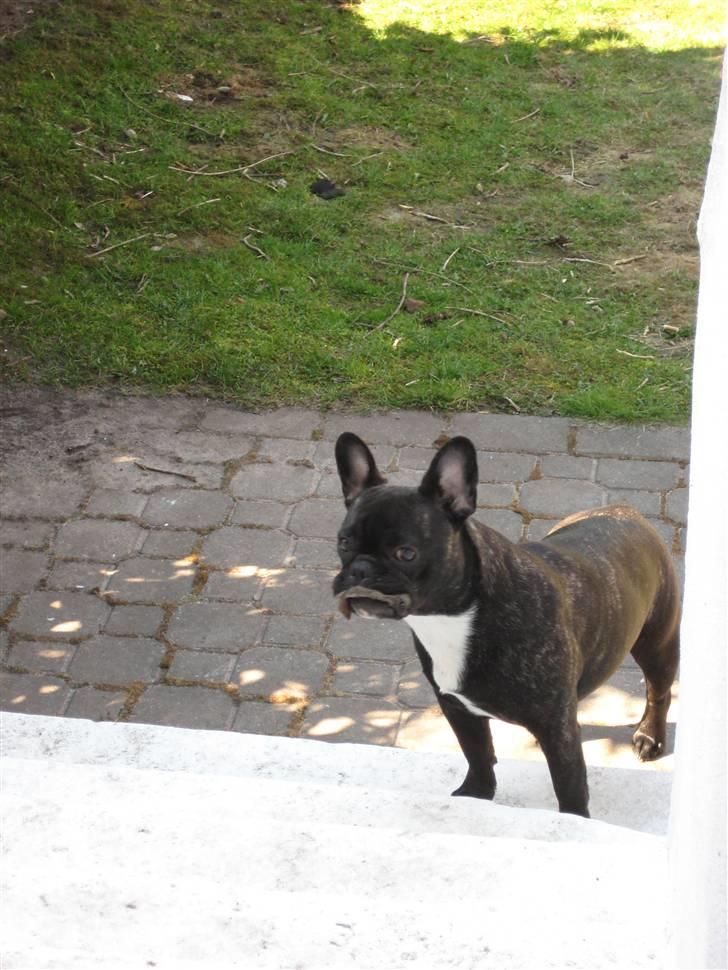 Fransk bulldog Chilli billede 4