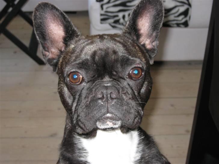 Fransk bulldog Chilli billede 5