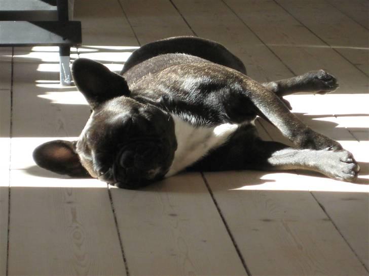 Fransk bulldog Chilli billede 6