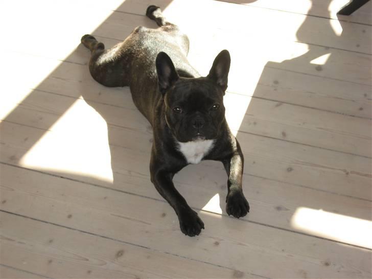 Fransk bulldog Chilli billede 7