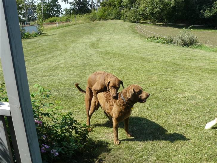 Chesapeake bay retriever Junior - ALTSÅ forkert....MEN hvem bestemmer HER????   DIXI billede 4