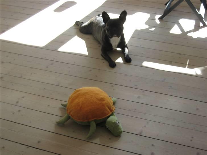 Fransk bulldog Chilli billede 8