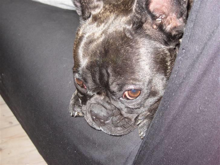 Fransk bulldog Chilli billede 9