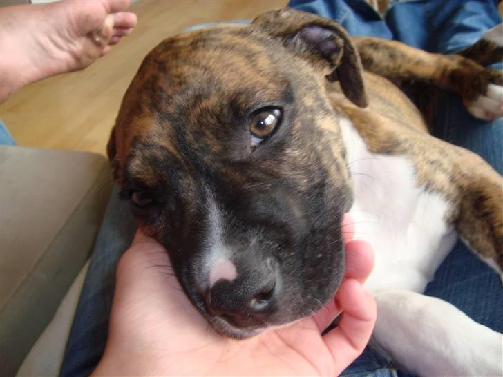 Amerikansk bulldog Freya billede 11