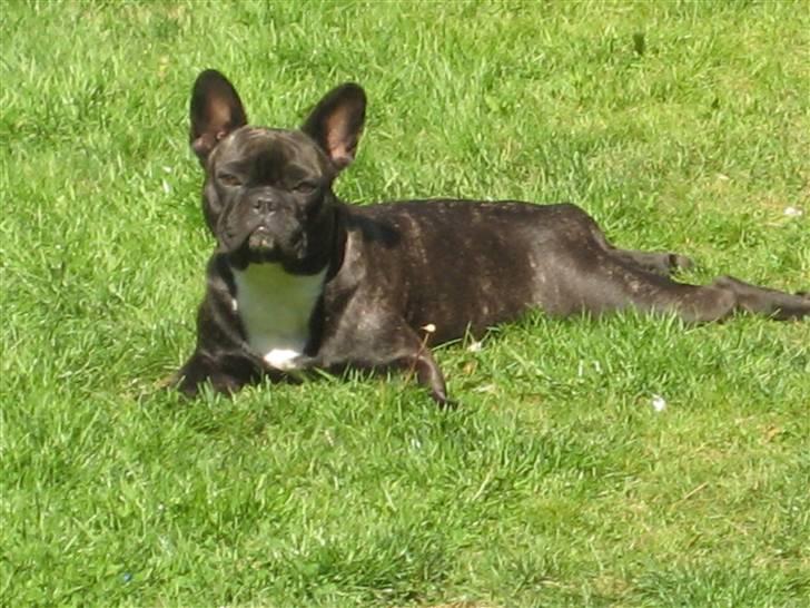 Fransk bulldog Chilli billede 10