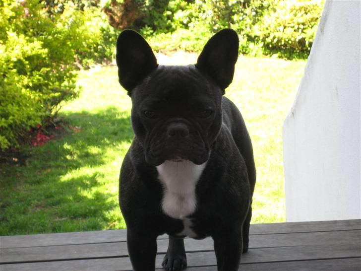 Fransk bulldog Chilli billede 11