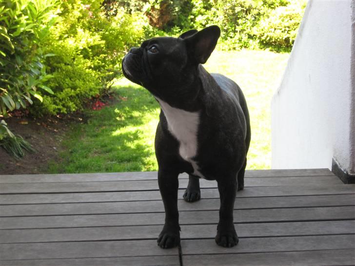 Fransk bulldog Chilli billede 12