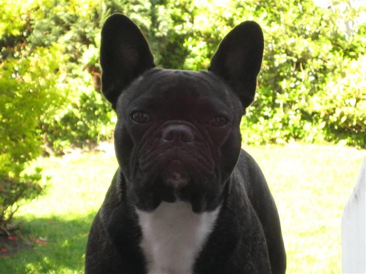 Fransk bulldog Chilli billede 13