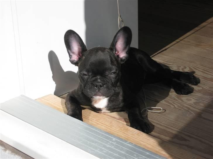 Fransk bulldog Chilli billede 14