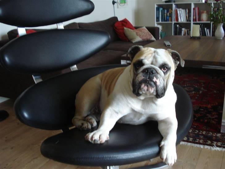 Engelsk bulldog Fiona RIP  billede 10