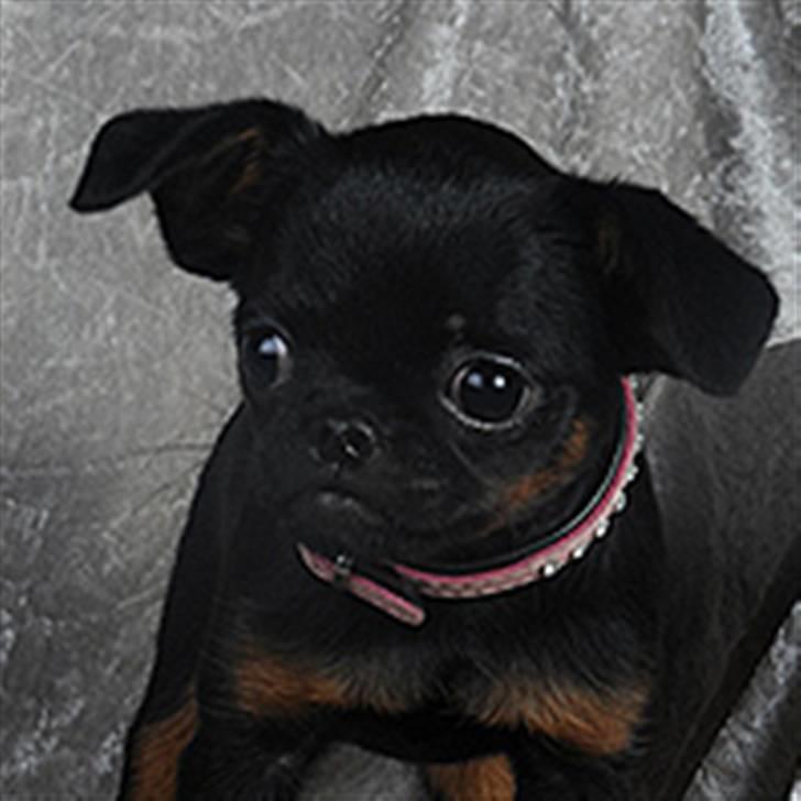Griffon petit brabancon Goldene Horde Coco - Goldene Horde Coco februar 2009. Foto: Betina Nielsen, StarPhoto.dk billede 1