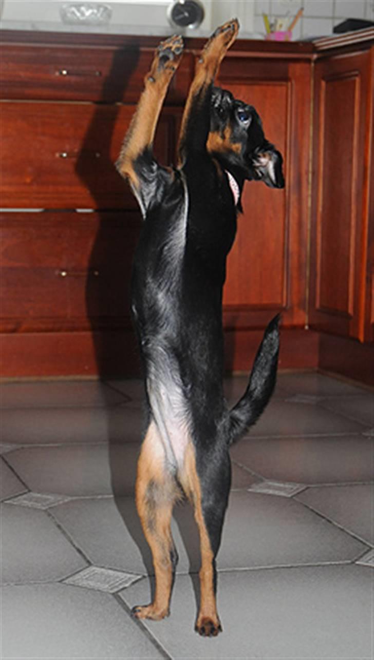 Griffon petit brabancon Goldene Horde Coco - Coco viser hendes dansetrick. Februar 2009. Foto: Betina Nielsen, Starphoto.dk billede 2