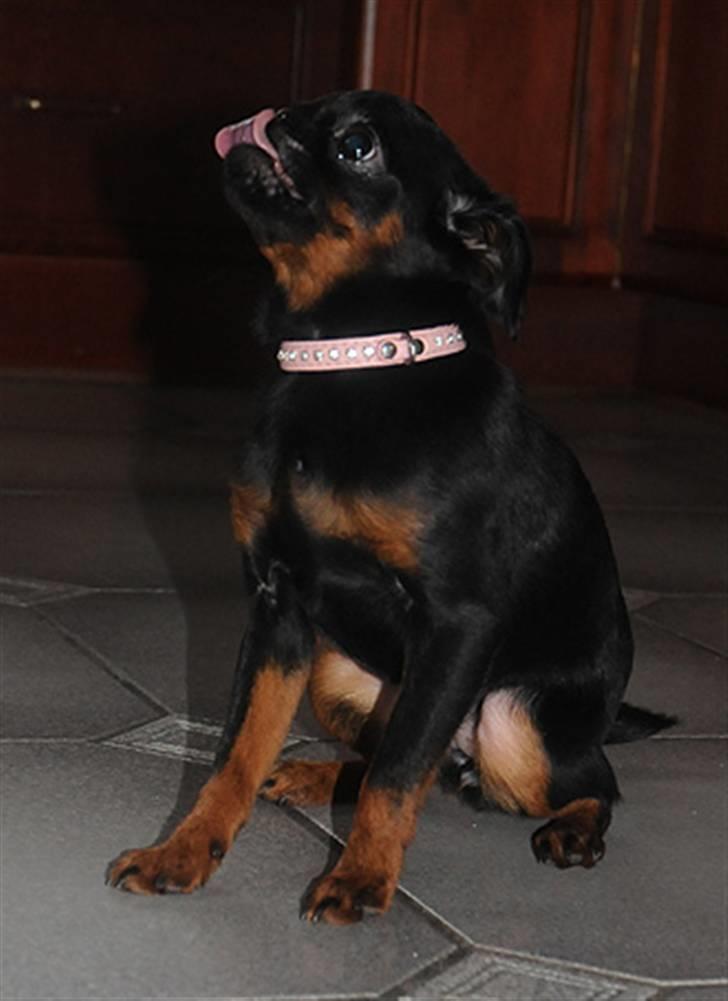 Griffon petit brabancon Goldene Horde Coco - Goldene Horde Coco februar 2009. Foto: Betina Nielsen, StarPhoto.dk billede 3