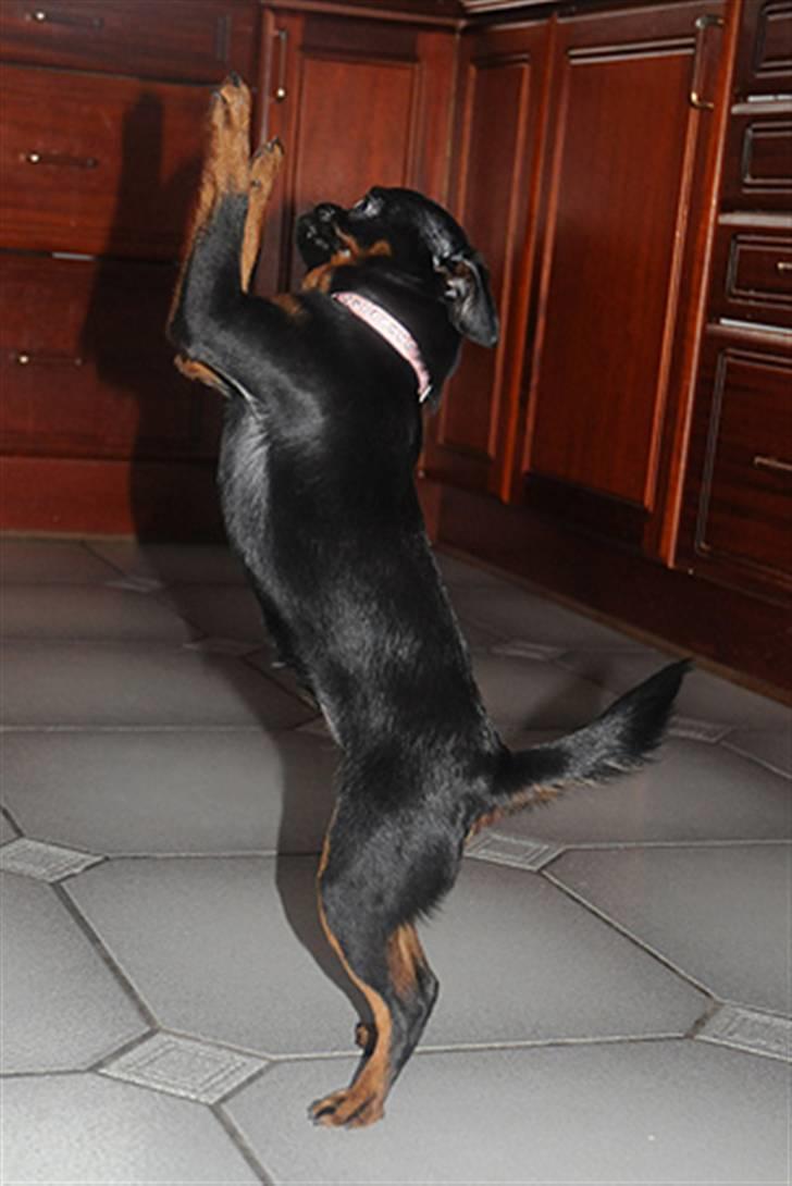 Griffon petit brabancon Goldene Horde Coco - Coco viser hendes dansetrick. Februar 2009. Foto: Betina Nielsen, Starphoto.dk billede 4