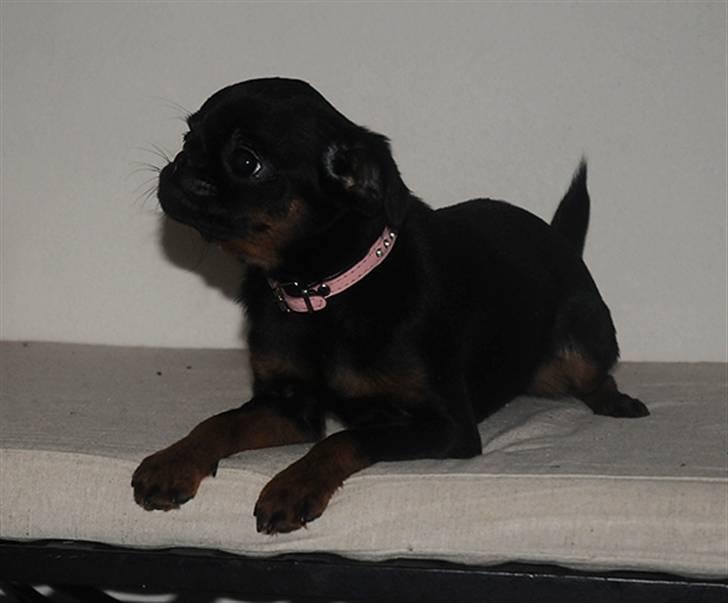 Griffon petit brabancon Goldene Horde Coco - Goldene Horde Coco februar 2009. Foto: Betina Nielsen, StarPhoto.dk billede 5