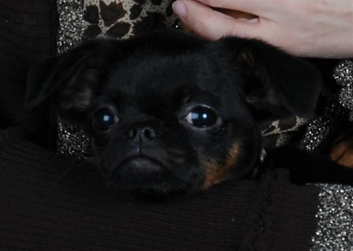 Griffon petit brabancon Goldene Horde Coco - Goldene Horde Coco november 2008. Foto: Betina Nielsen, StarPhoto.dk billede 6