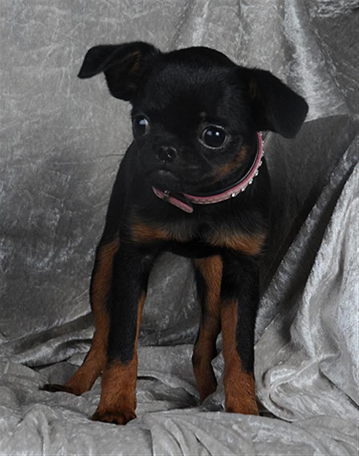 Griffon petit brabancon Goldene Horde Coco - Goldene Horde Coco november 2008. Foto: Betina Nielsen, StarPhoto.dk billede 8