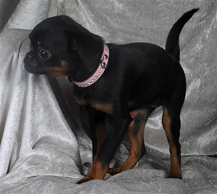 Griffon petit brabancon Goldene Horde Coco - Goldene Horde Coco november 2008. Foto: Betina Nielsen, StarPhoto.dk billede 9