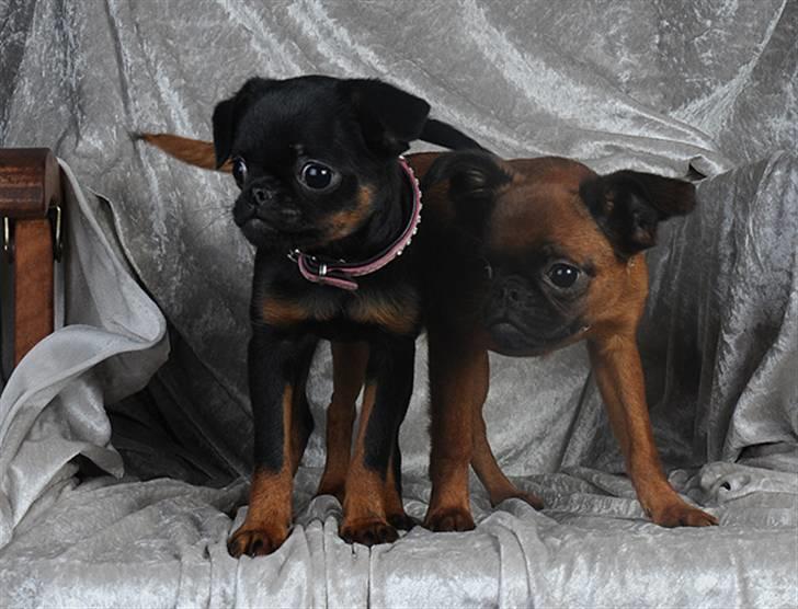 Griffon petit brabancon Goldene Horde Coco - Coco sammen med Bandit. Foto: Betina Nielsen, StarPhoto.dk billede 10