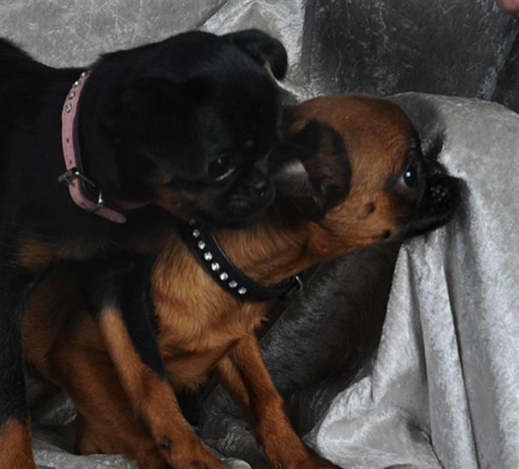 Griffon petit brabancon Goldene Horde Coco - Coco sammen med Bandit. Foto: Betina Nielsen, StarPhoto.dk billede 11