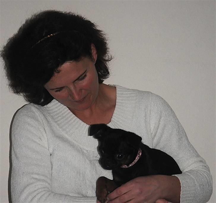 Griffon petit brabancon Goldene Horde Coco - Coco sidder ved mor. Februar 2009. Foto: Betina Nielsen, StarPhoto.dk billede 12