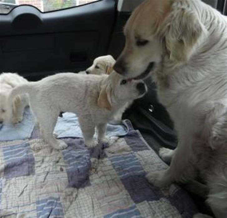 Golden retriever Sammy - Sammy og hunde-mor Bess. (8 uger gammel).  billede 3