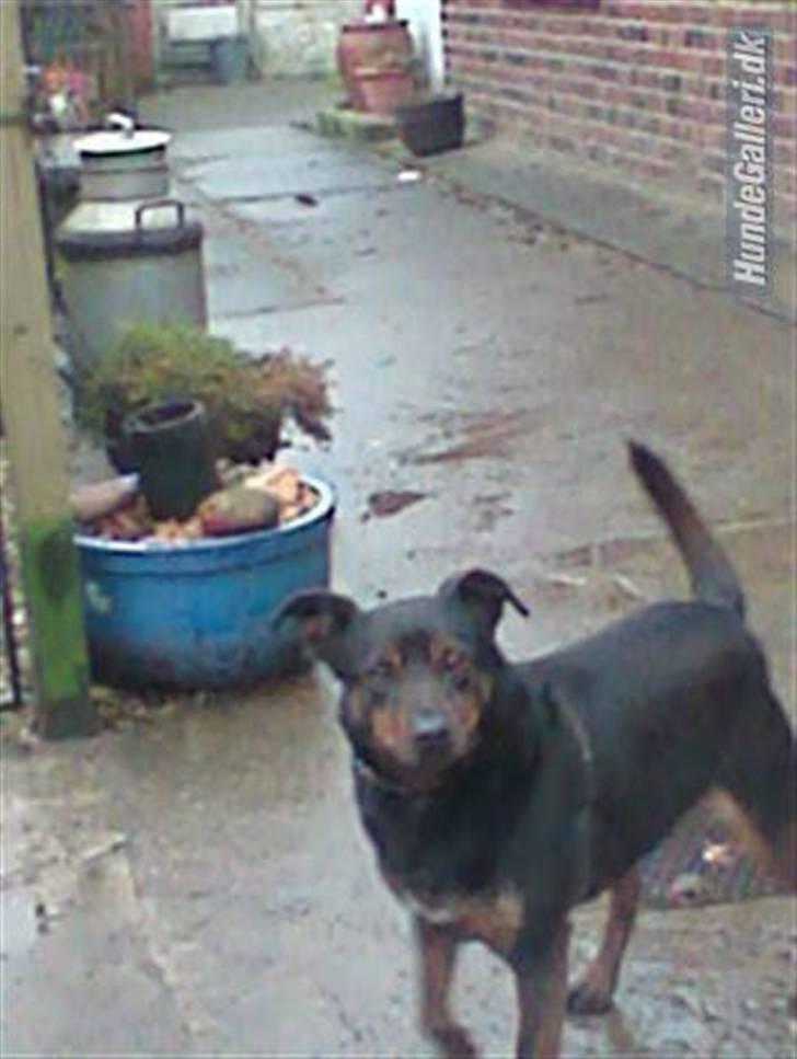 Blanding af racer bertil billede 1