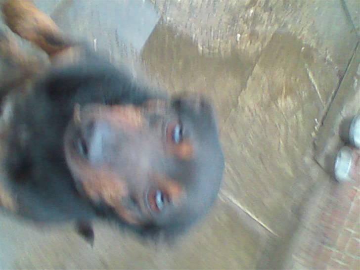 Blanding af racer bertil billede 2