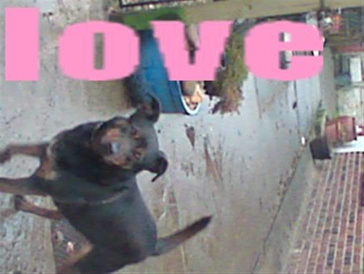 Blanding af racer bertil billede 3