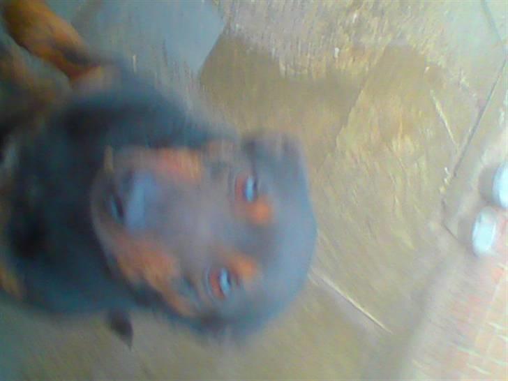 Blanding af racer bertil billede 4