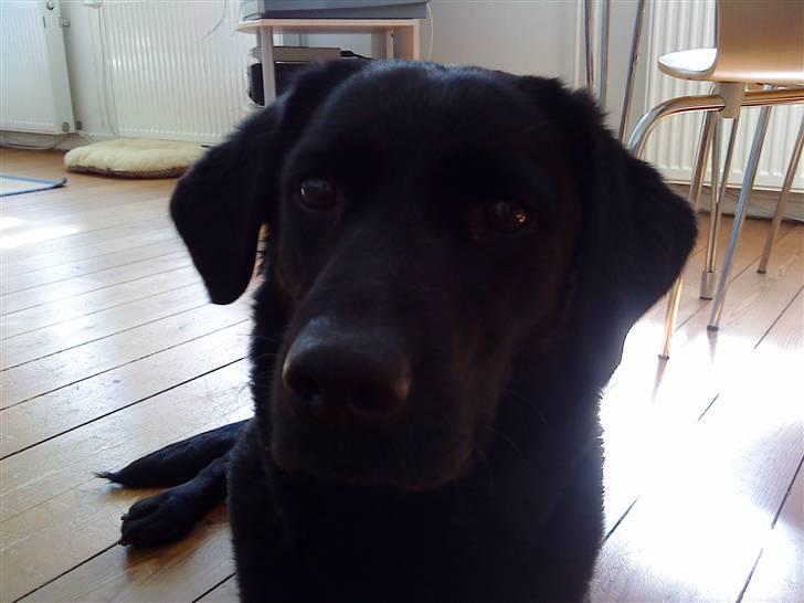 Labrador retriever Tøsen *Formel 1* billede 2