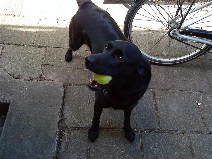 Labrador retriever Tøsen *Formel 1* billede 3