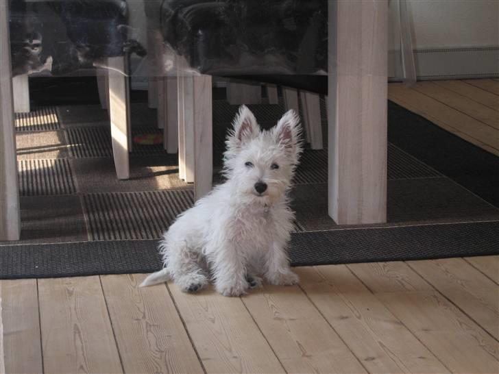 West highland white terrier Baloo billede 1