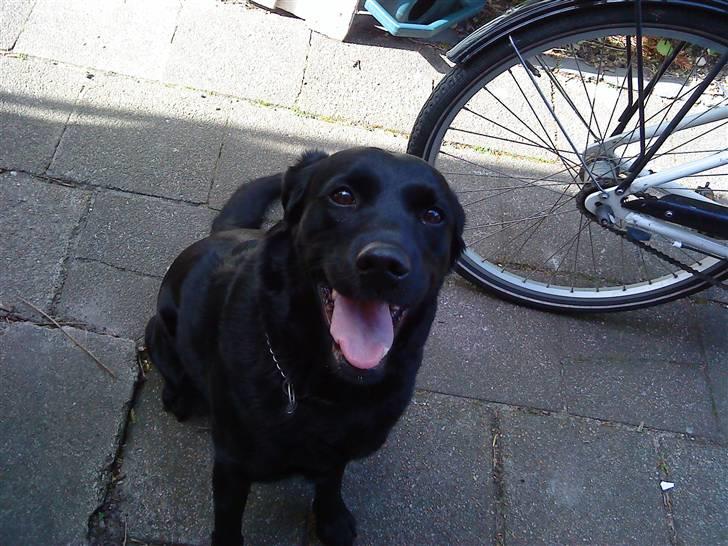 Labrador retriever Tøsen *Formel 1* billede 4