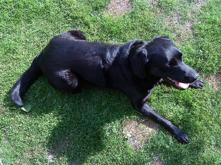 Labrador retriever Tøsen *Formel 1* billede 7