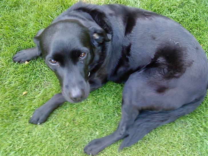 Labrador retriever Tøsen *Formel 1* billede 10