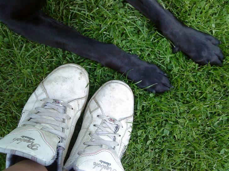 Labrador retriever Tøsen *Formel 1* billede 11
