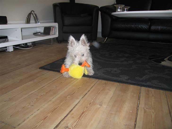 West highland white terrier Baloo - Baloo med sin elskede and  billede 2