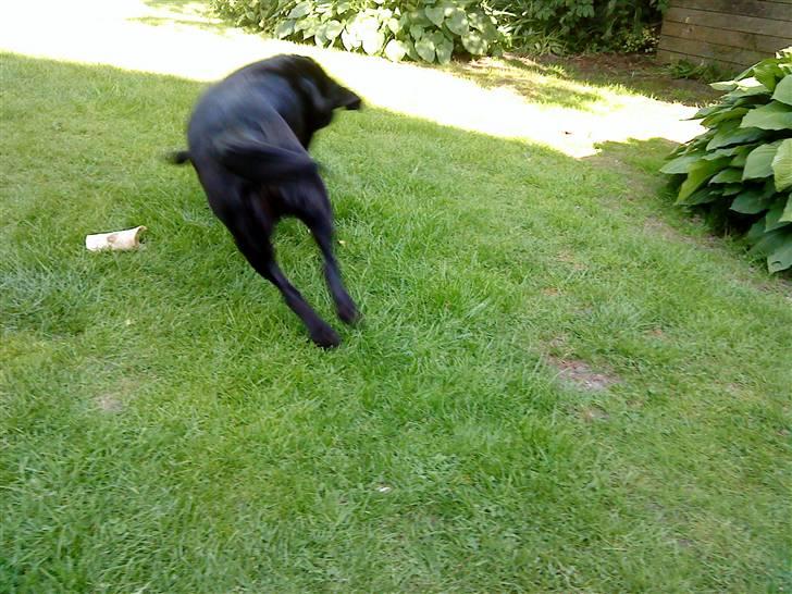 Labrador retriever Tøsen *Formel 1* billede 12