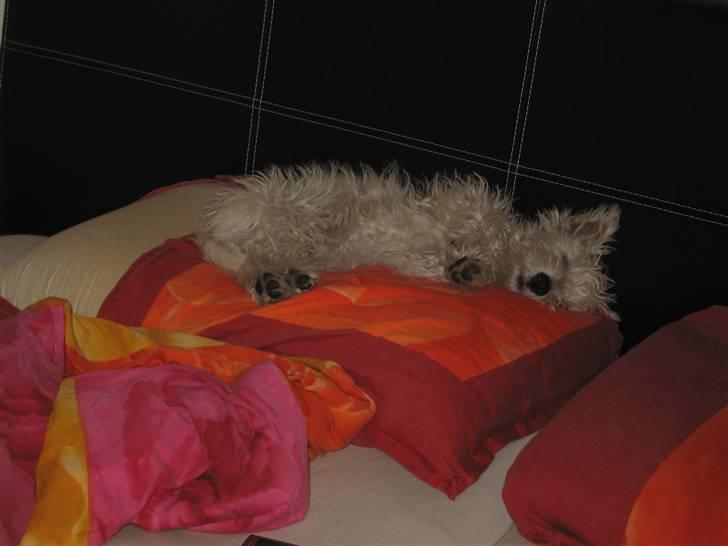 West highland white terrier Baloo - så faldt man i søvn på fars hovedpude efter hård dag til hunde træning billede 3