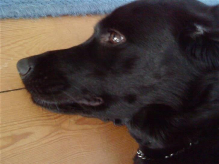 Labrador retriever Tøsen *Formel 1* billede 14