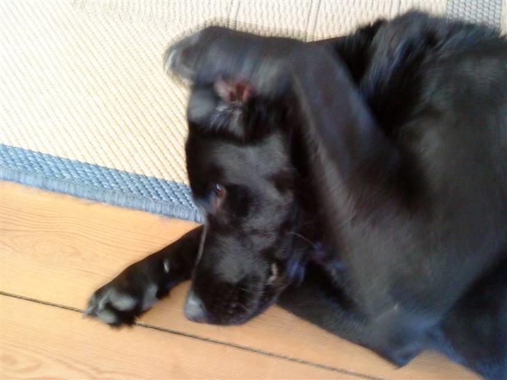 Labrador retriever Tøsen *Formel 1* billede 15