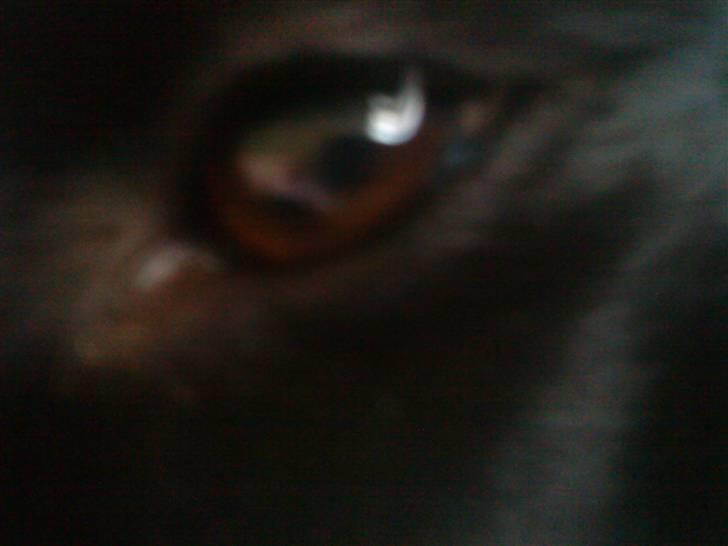 Labrador retriever Tøsen *Formel 1* billede 17