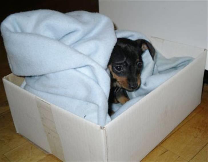 Dvaergpinscher TiCo (King) billede 9